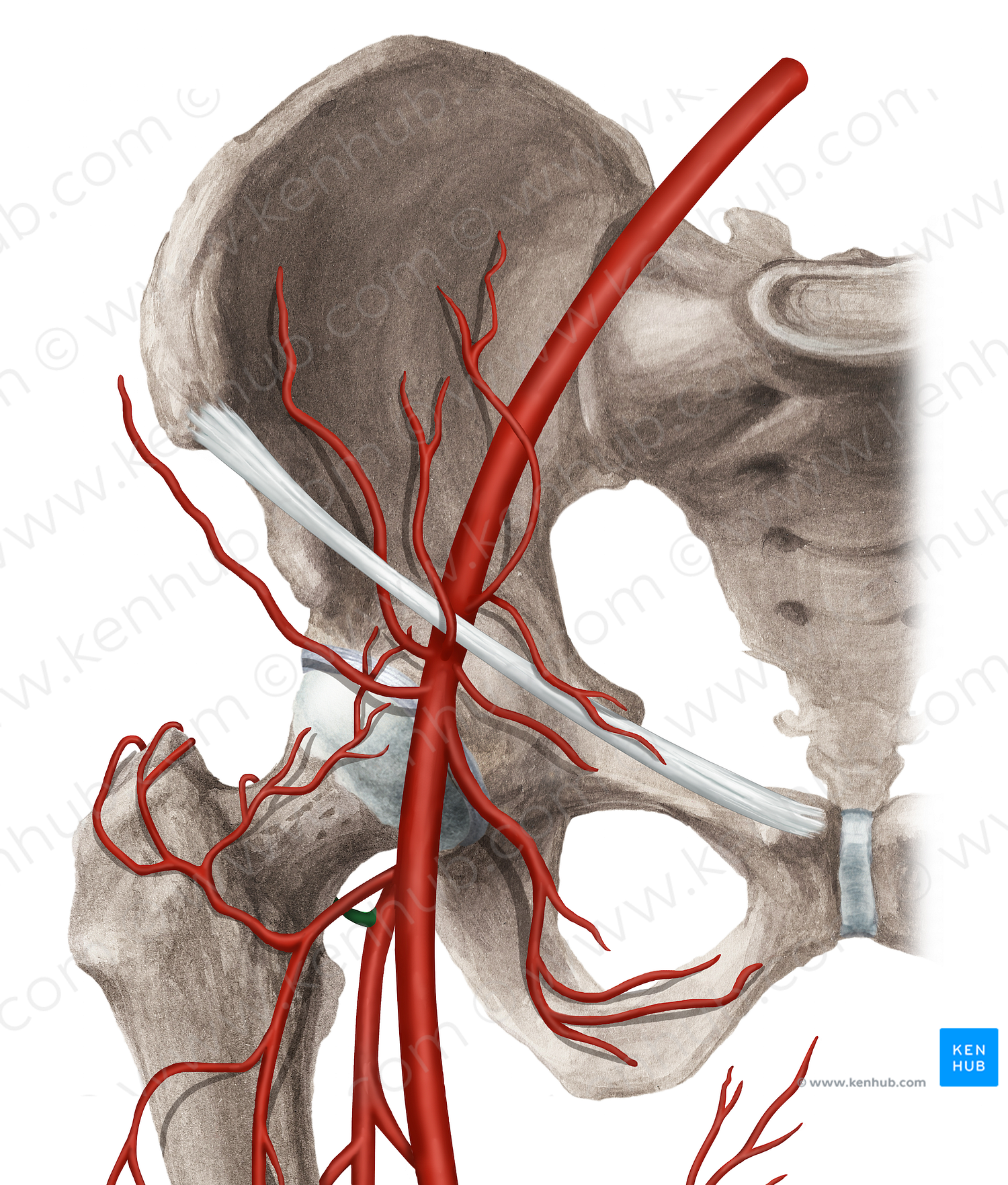 Medial circumflex femoral artery (#1036)
