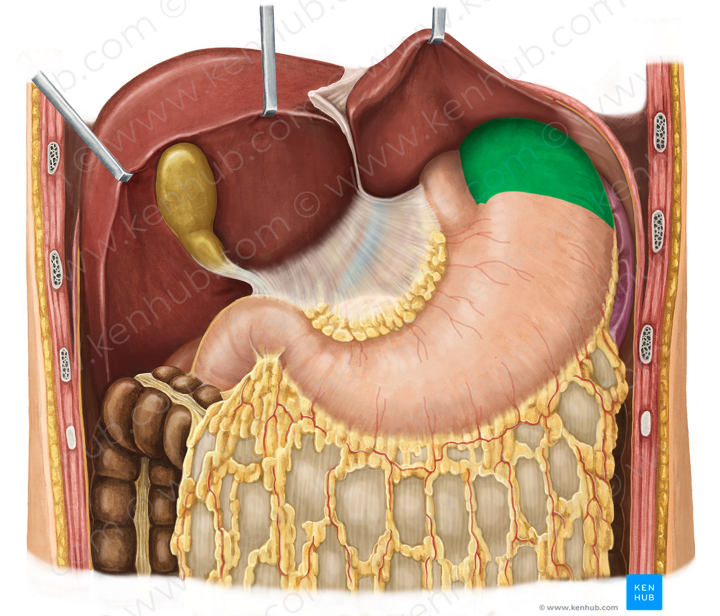 Fundus of stomach (#3923)