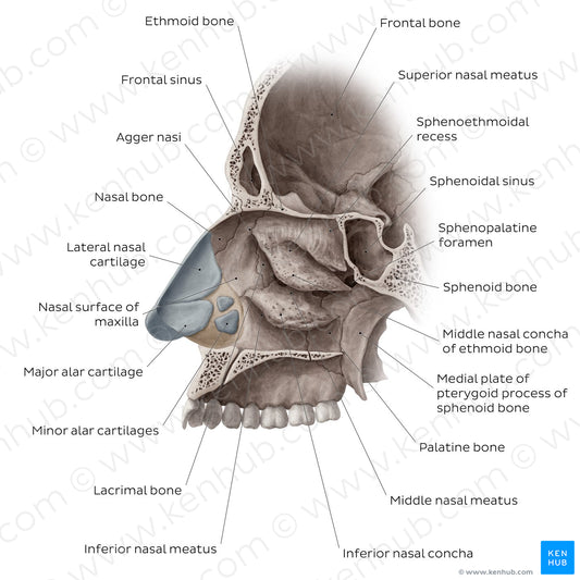 Lateral wall of the nasal cavity (English)