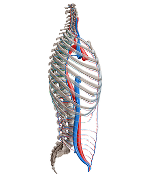 Posterior intercostal artery (#16378)