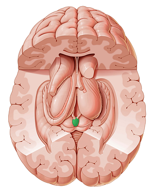 Pineal gland (#4086)