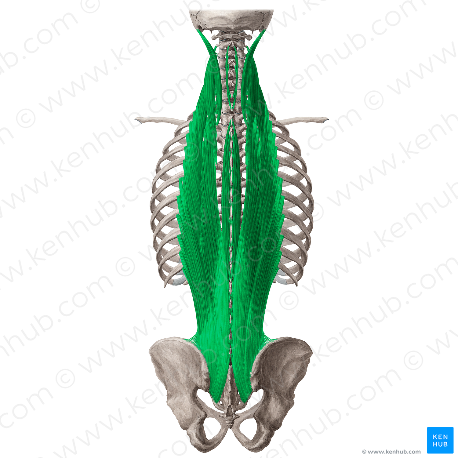 Erector spinae muscle (#18998)