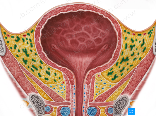 Vesical venous plexus (#8085)