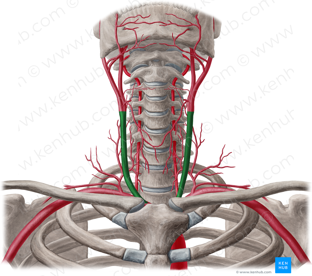 Common carotid artery (#924)