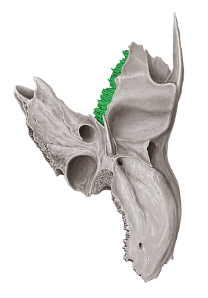 Sphenoidal margin of temporal bone (#4953)