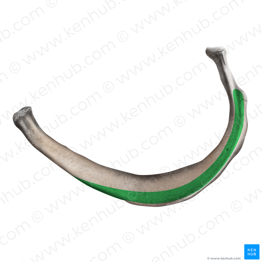 Costal groove of 2nd rib (21717) Kenhub Image License Store