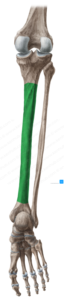 Posterior surface of tibia (#3541)
