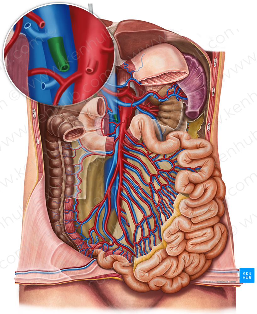 Middle colic vein (#10117)