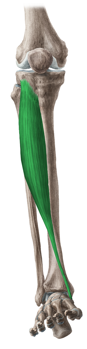 Tibialis anterior muscle (#6102)