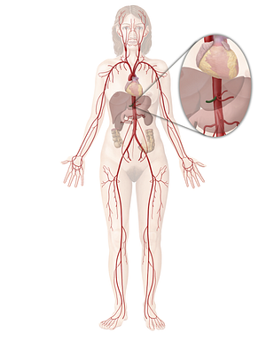 Common hepatic artery (#1323)