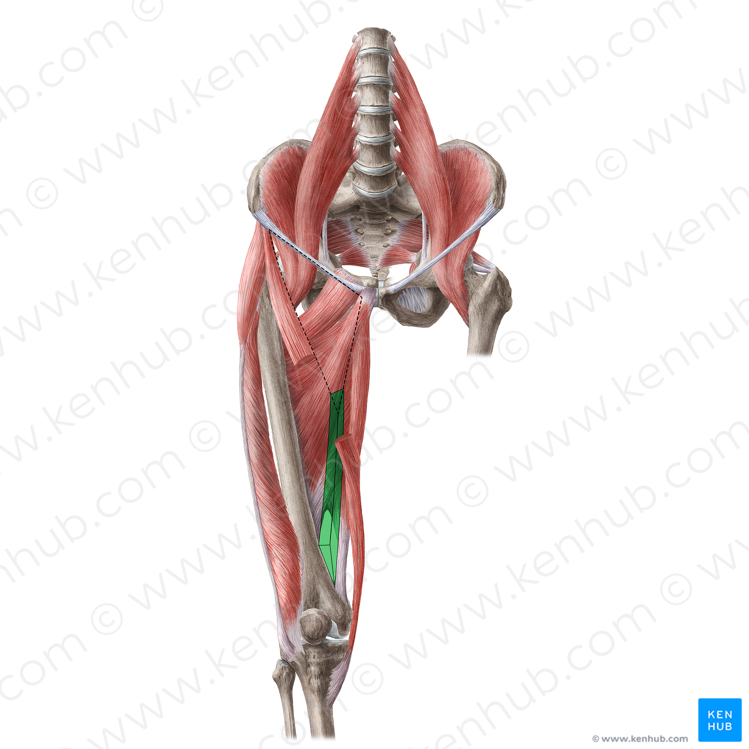 Adductor canal (#21692)
