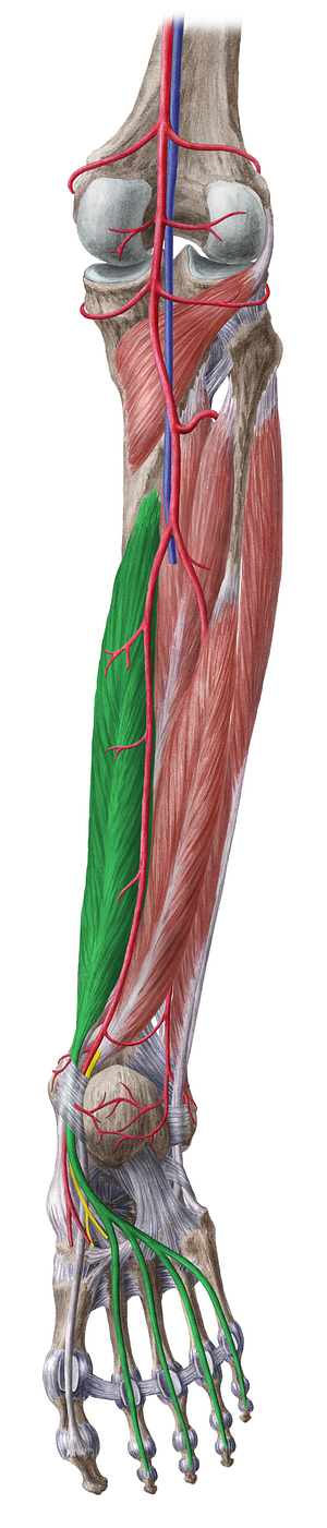 Flexor digitorum longus muscle (#5366)