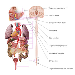 Autonomic nervous system - parasympathetic nervous system (German)