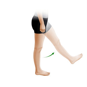 Flexion of thigh (#20903)