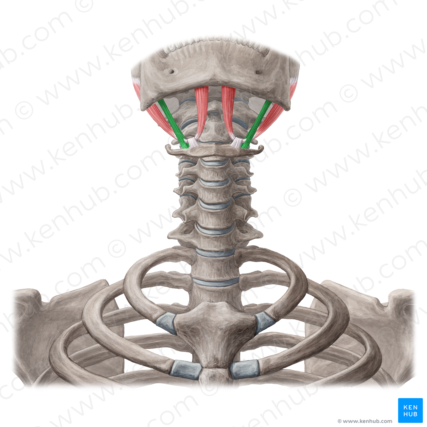 Stylohyoid muscle (#6035)