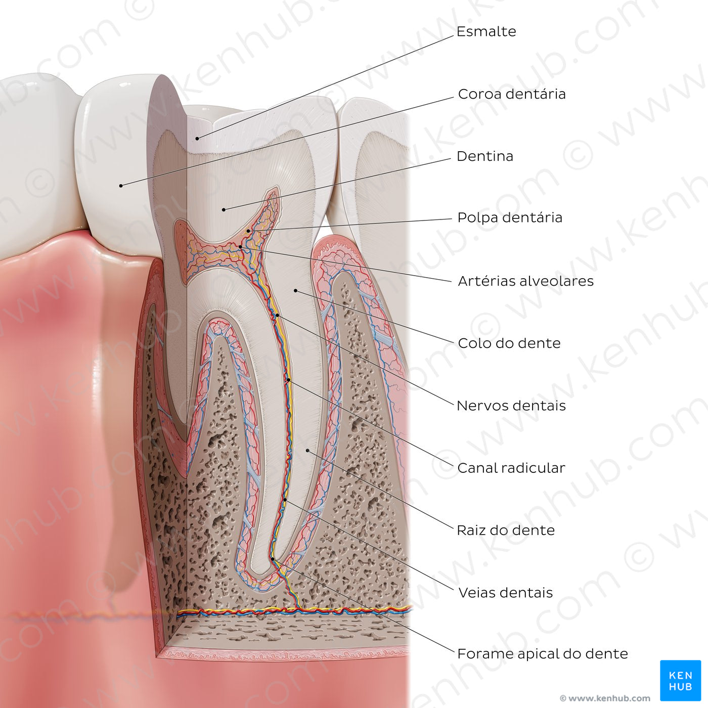 Tooth: Parts and landmarks (Portuguese)