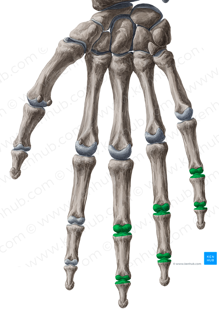 Interphalangeal joints of 3rd-5th fingers (#2047)