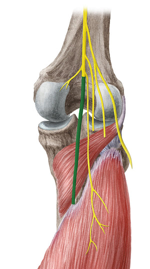 Tibial nerve (#6814)