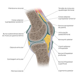 Knee joint - sagittal (Portuguese)