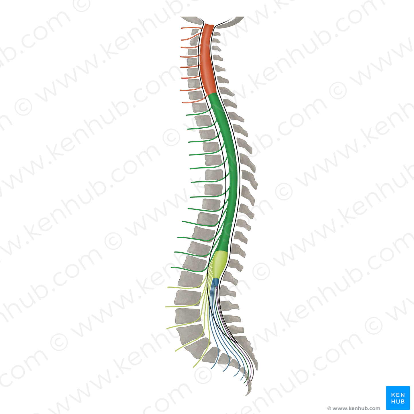 Spinal nerves T1-T12 (#16490)