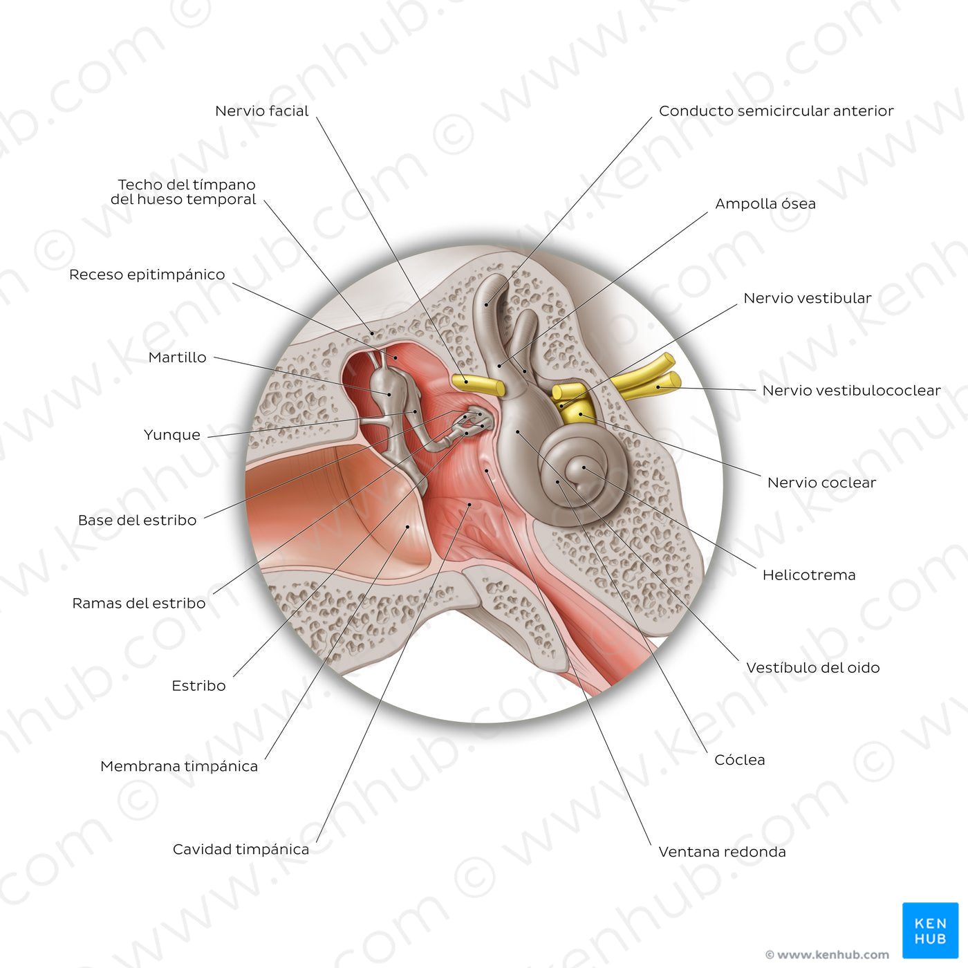 Middle ear: coronal section (Spanish)