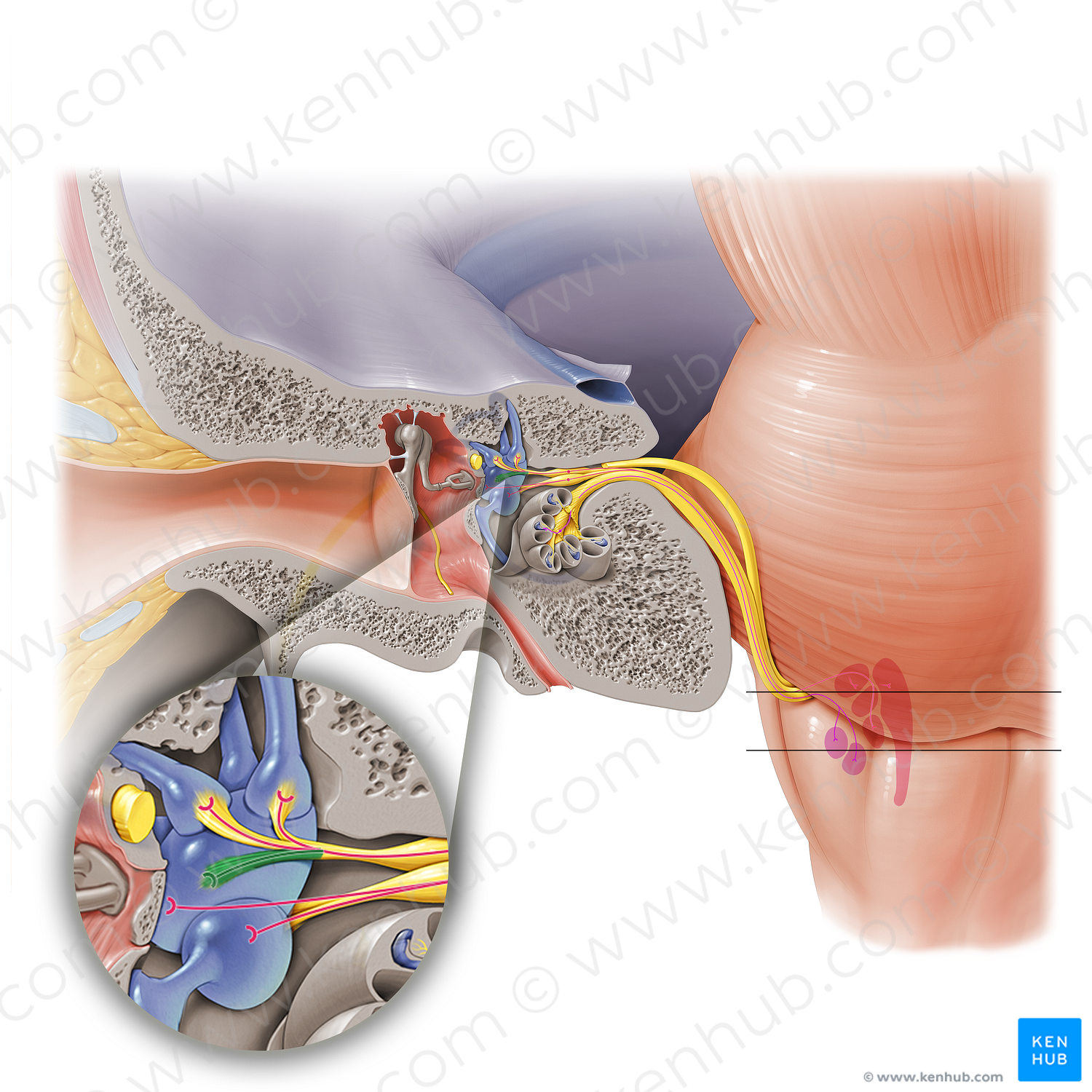 Utricular nerve (#6862)