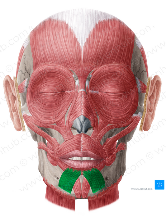 Depressor labii inferioris muscle (#5299)