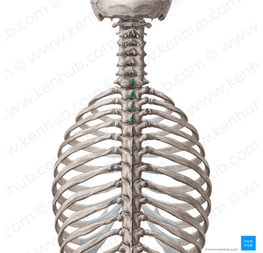 Spinous processes of vertebrae C7-T3 (#8258)