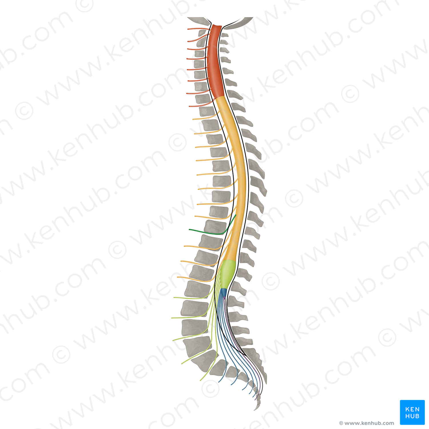 Spinal nerve T9 (#16431)