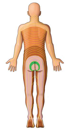 S3 dermatome (#13079)