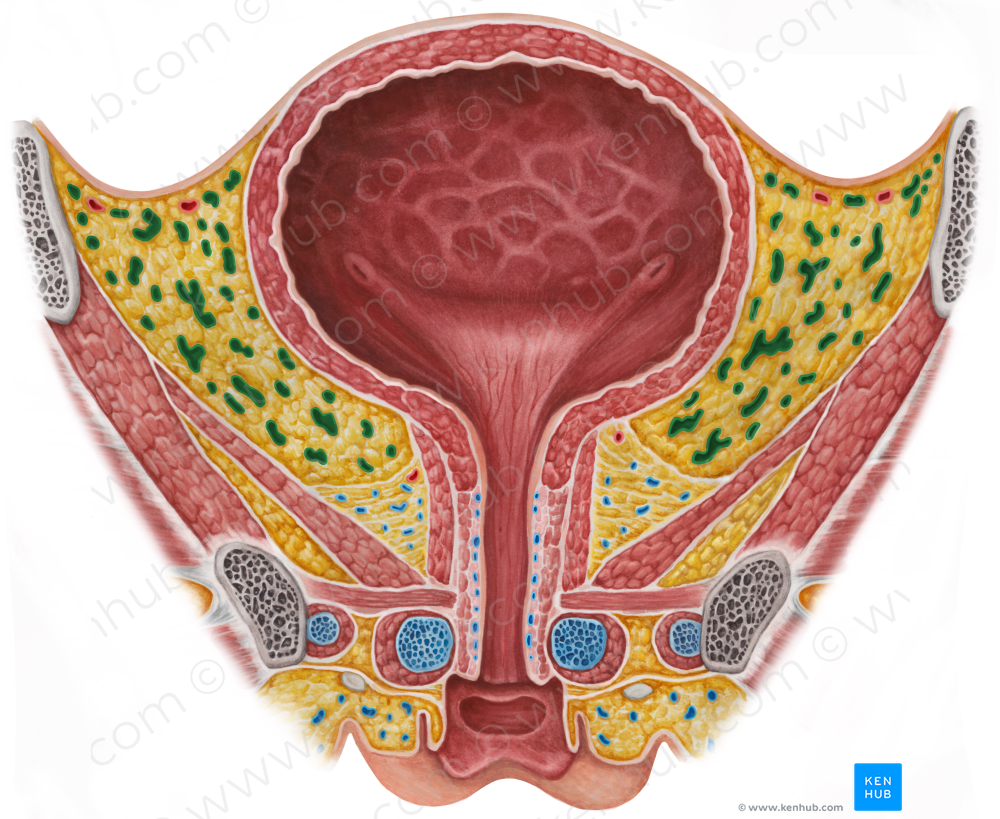 Vesical venous plexus (#8083)