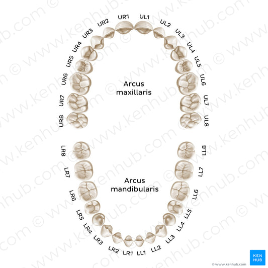 Alphanumeric Notation (permanent teeth) (Latin)