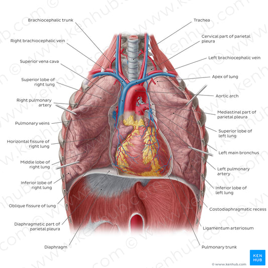 Lungs in situ (English)