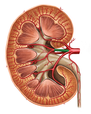 Anterior branch of renal artery (#8588)