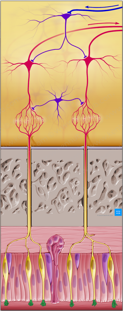 Olfactory cilia (#3639)