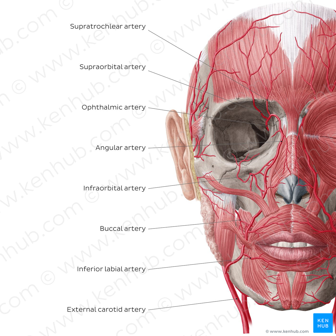 Arteries of face and scalp (Anterior view: deep) (English)
