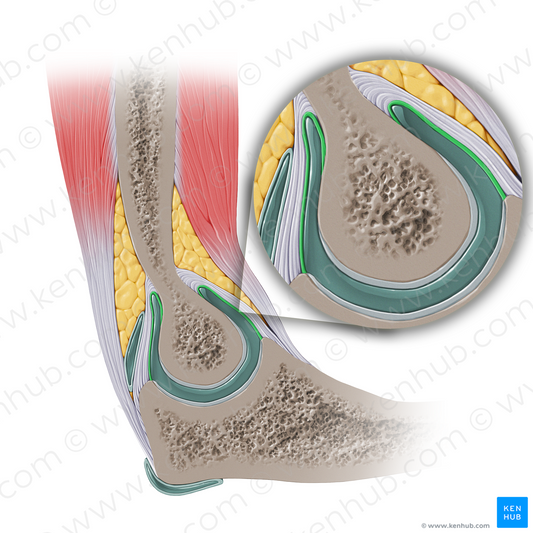 Synovial membrane of elbow joint (#14134)