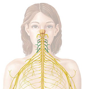 Cervical plexus (#7972)