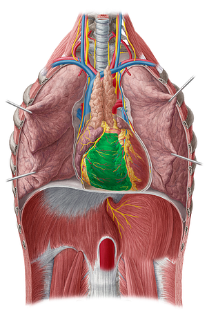 Right ventricle of heart (#10694)