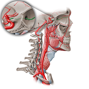 Ophthalmic artery (#1571)