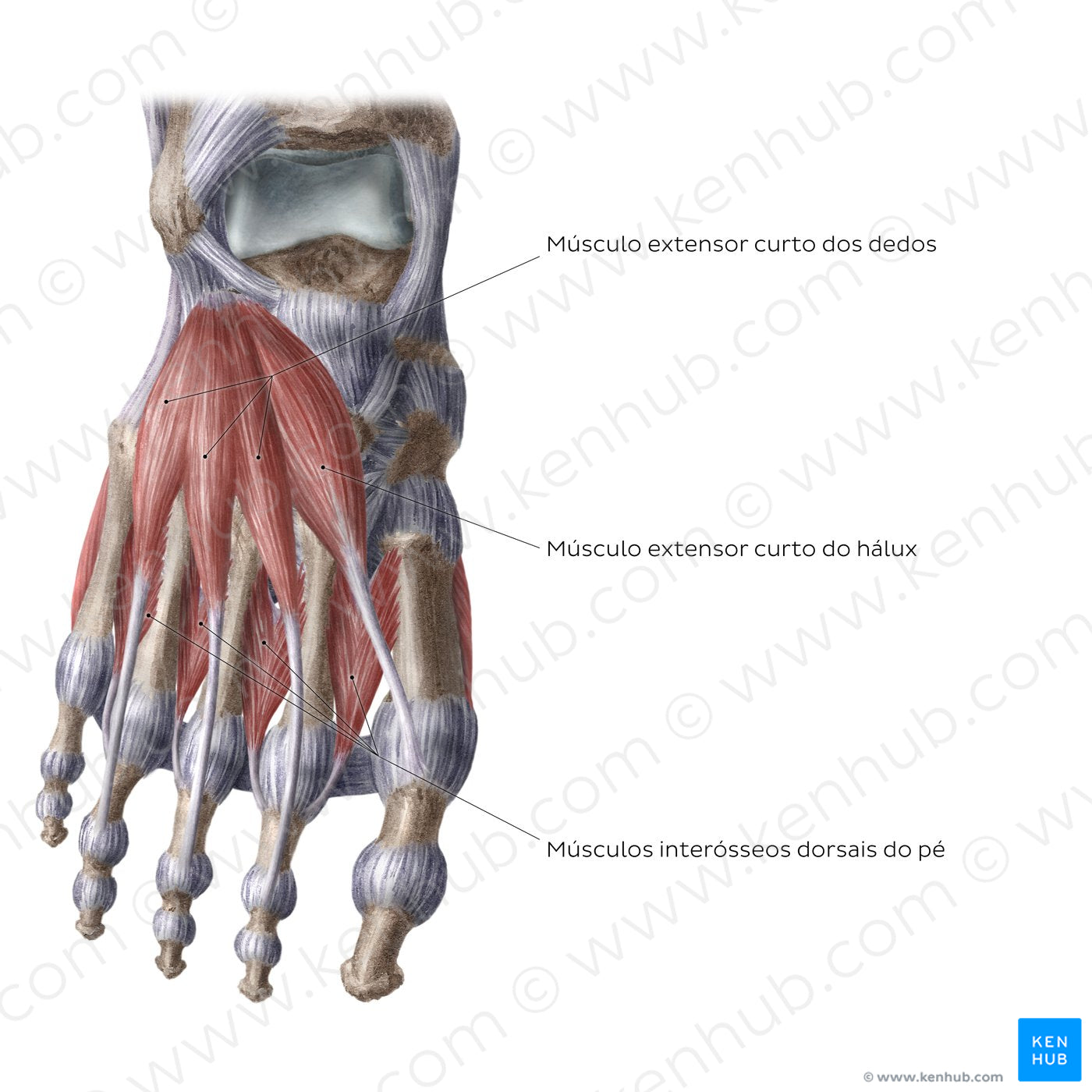 Dorsal muscles of the foot (Portuguese)