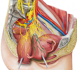 Uterovaginal plexus (#8048)