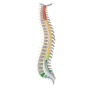 Vertebra L5 (#16118)