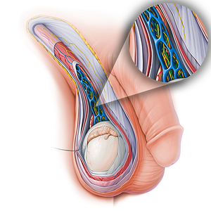 Testicular artery (#15131)