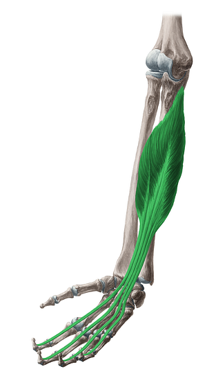Flexor digitorum profundus muscle (#5367)