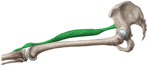 Rectus femoris muscle (#5851)