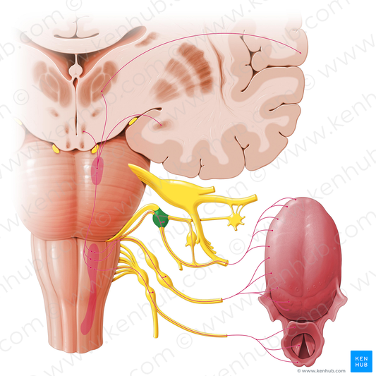 Geniculate ganglion (#3974)