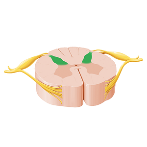 Posterior horn of spinal cord (#17329)