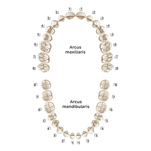 Palmer Notation (permanent teeth) (Latin)