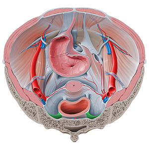 Rectosacral fascia (#18632)